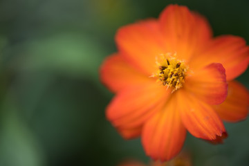 Red flower with green blur background