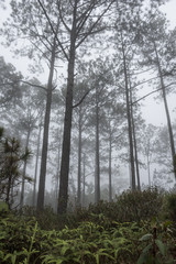 Fototapeta na wymiar jungle in fog