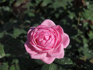 Pink rose  / Lovely pink 