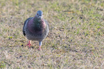 Pigeon