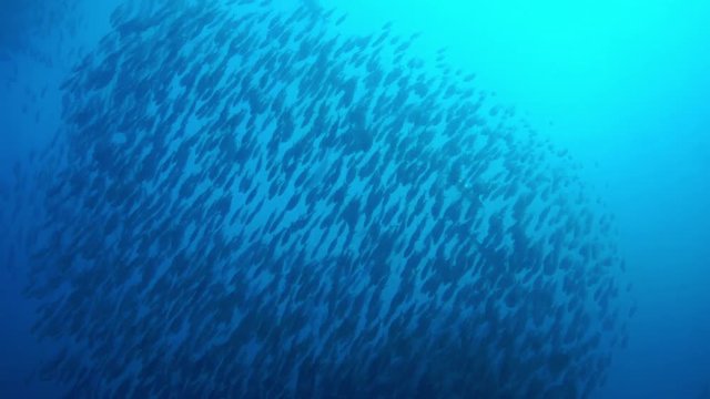 The giant trevally; Caranx ignobilis (also known as the giant kingfish) are hunting Pterocaesio pisang.Banana fusilier, Indian Ocean