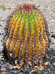 Closeup on a colorful fire barrel cactus