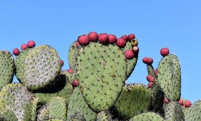 Prickly pear cactus silhouette against blue sky