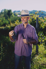 Middle age worker picking ripe grapes in vine garden.Colored photo