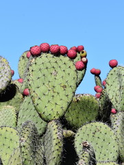 Prickly pear cactus silhouette against blue sky