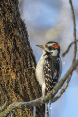 Male Downy Woodpecker in Winter