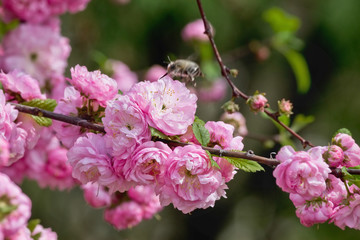 pink double flowers garden Almond closeup