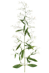Kariyat isolated on white background, Fresh of Andrographis paniculata plant on white background use for herbal product