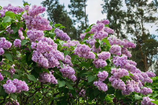 bushes pink lilac in the spring garden