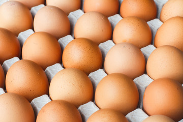 Egg, Chicken Egg in box selective focus