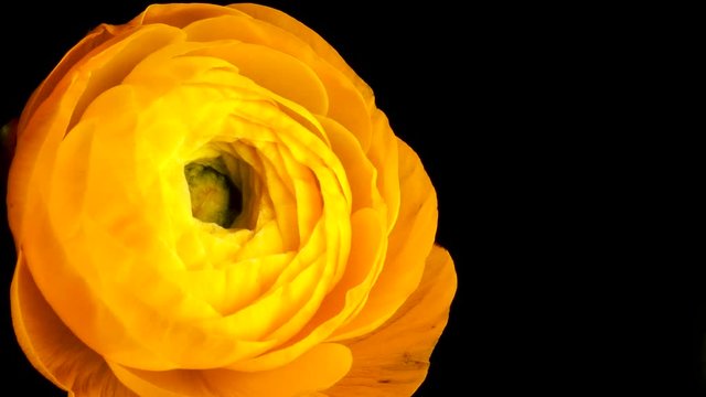 Time-lapse of a yellow Ranunculus flower blooming. Studio shot over black.