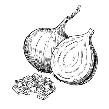 Onion hand drawn vector illustration. Isolated Vegetable engraved style object.