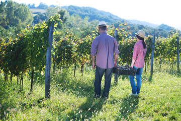 Fototapeta na wymiar Male and female wine makers picking ripe grapes in vine garden.Colored photo