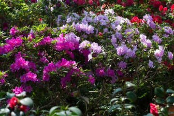 Blooming azaleas garden.