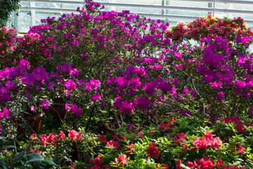 Fototapeta na wymiar Azaleas in the spring greenhouse.