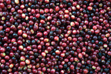 fresh coffee beans before roast,Coffee seeds beans ripening
