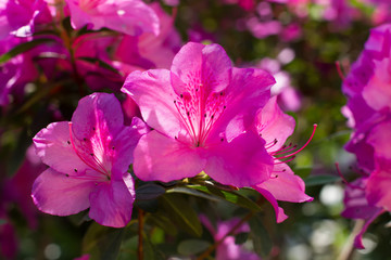 Close-up of pink of azalea.