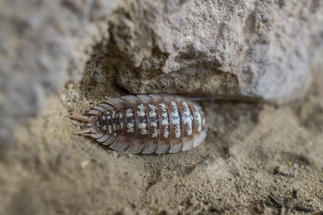 Oniscidae Oniscidea Armadillidium vulgare, terrestrial crustacean over sand, In its habitat of humidity and darkness
