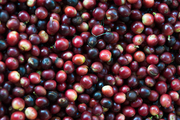 fresh coffee beans before roast,Coffee seeds beans ripening