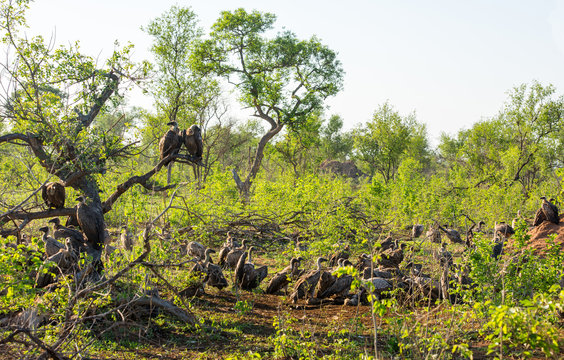 White-backed vultures feeding on carrion