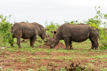 Fototapeta premium Two white rhinos grazing in an open field in South Africa