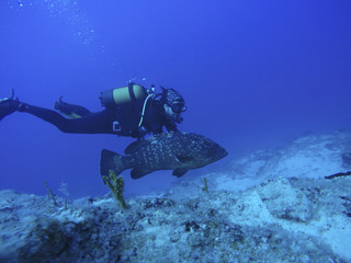 scuba diver and coral reef, dive with grouper,