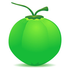 Vector Illustration of Whole Coconut