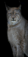 Lynx