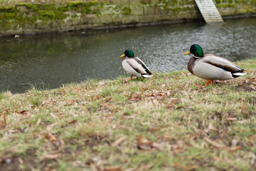 Two male ducks