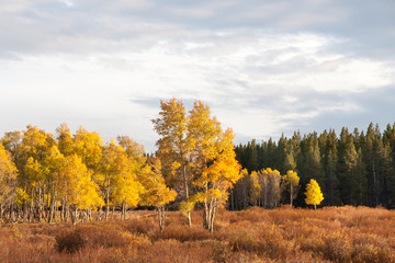 Fall in Yellowstone National Park
