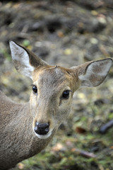 Sika Deer