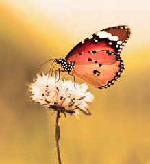 Naklejka premium Nature spring flower with butterfly