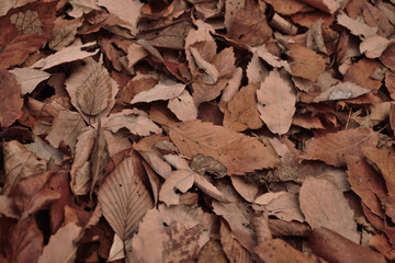 Field of dead leaves.
