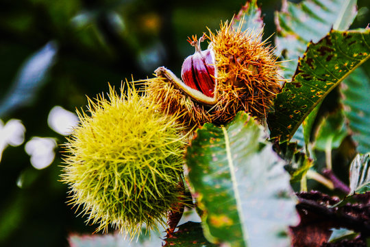 Chestnut (Castanea sativa)
