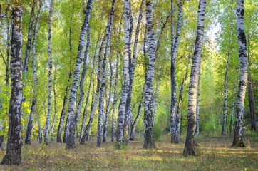 Obraz premium Krajobraz brzozowy gaj. Wczesna jesień. Zielone liście i sucha trawa.