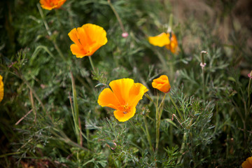 Fototapeta premium Poppies