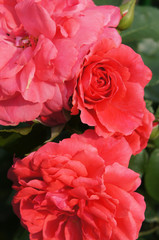 Three beautiful red roses flower in green