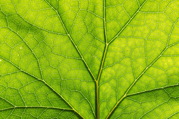 Fototapeta na wymiar Detail of the backlit texture and pattern of a fig leaf plant, the veins form similar structure to a green tree