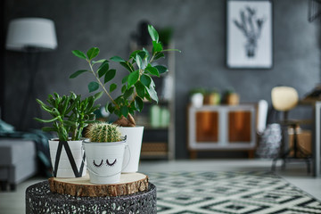 Decorative green houseplant in pot