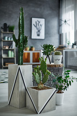 Cactus in modern decorative pot