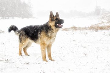 adult sheepdog on a winter walk