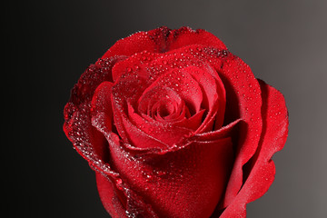Water drops glisten on the petals of red rose.