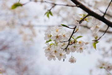 Branch of white Cherry Blossoms.