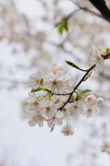 Branch of white Cherry Blossoms.