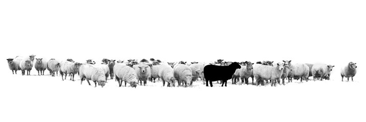 Mouton noir dans le troupeau de moutons
