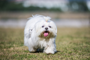 The dog ran on the grass