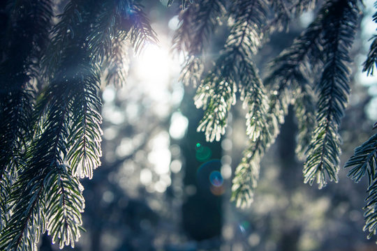 Fototapeta Fir branch covered with hoarfrost