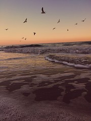 sea ​​sunset and flying seagulls
