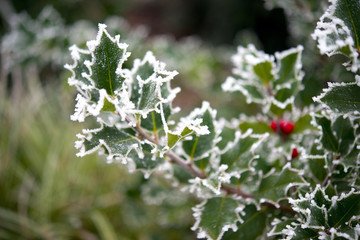 Ilex im Winter