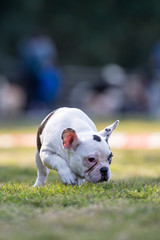 French bulldog playing on the grass